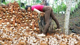 Download Lagu REWIND TIMALSPE --388 Days Harvest Many Palm Weevils, Mulberry, Snails, Mussel Go To Sell MP3 Download Lagu REWIND TIMALSPE --388 Days Harvest Many Palm Weevils, Mulberry, Snails, Mussel Go To Sell MP3