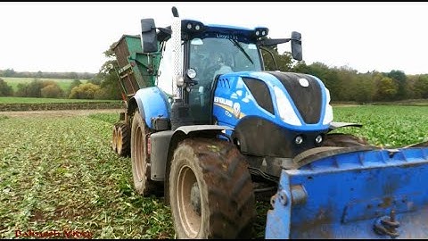 Harvesting Fodder Beet with New Holland and Armer Salmon.  Fendt Support.