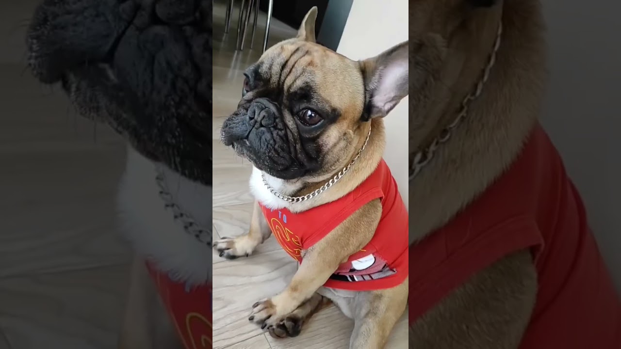 #французскийбульдог