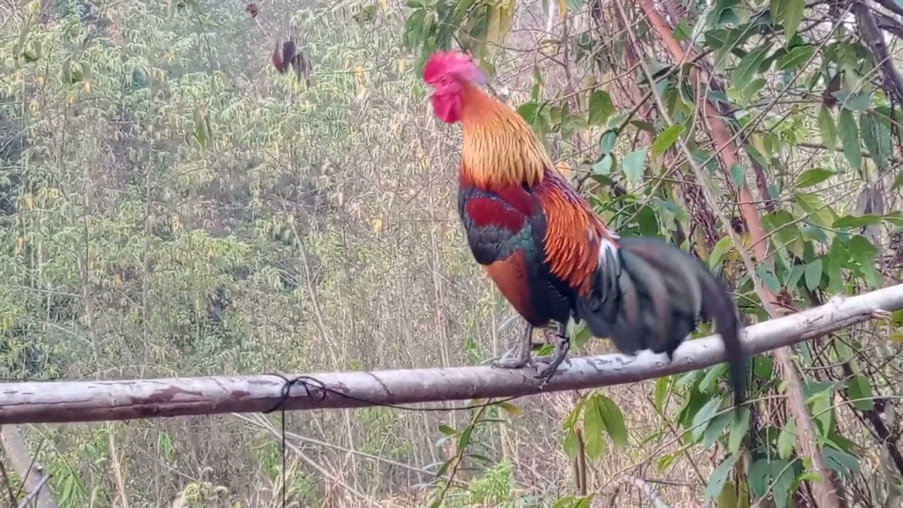 Hnub no coj kuv tau qaib mus ua npeeg lawm chim siab kawg20260221 