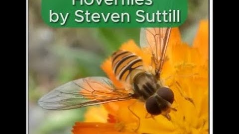 Hoverflies -  a presentation by Steven Suttill