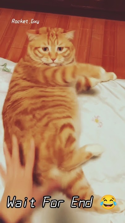 When Someone Disturbs You A Lot While Sleeping Shorts shortfeed when-someone-disturbs-you-a-lot-while-sleeping-shorts-shortfeed
