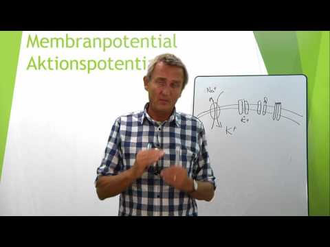 Video: Skillnaden Mellan Membranpotential Och Jämviktspotential
