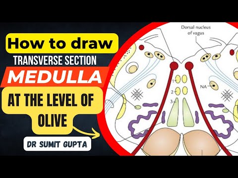 Transverse Section of