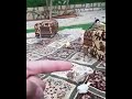 تغريد الزيبرا على الاصبع 