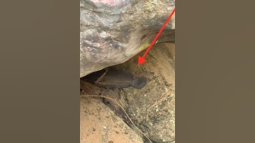 câu cá trê đang ngủ #cácconvật #fishing #cauca