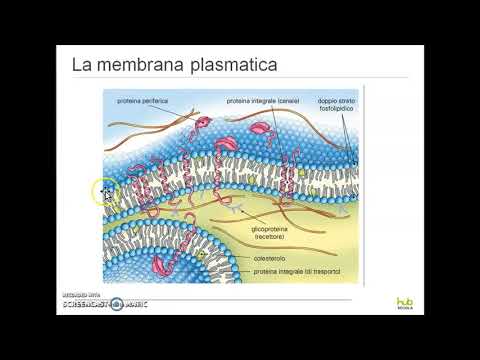 Cellule caratteristiche generali.