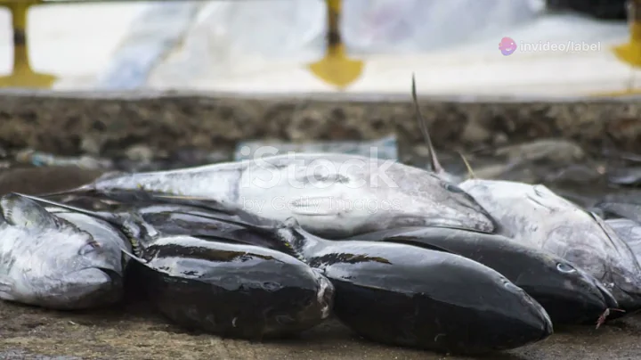 Discover Panama : A Tropical Paradise 2024 10 10