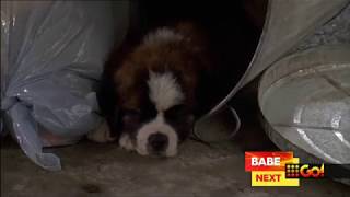 9Go - Sca Sponsor Billboard And Nownext Prg 24.6.2017