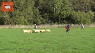 DAS UK's HR team spend the day with Raising the Baa