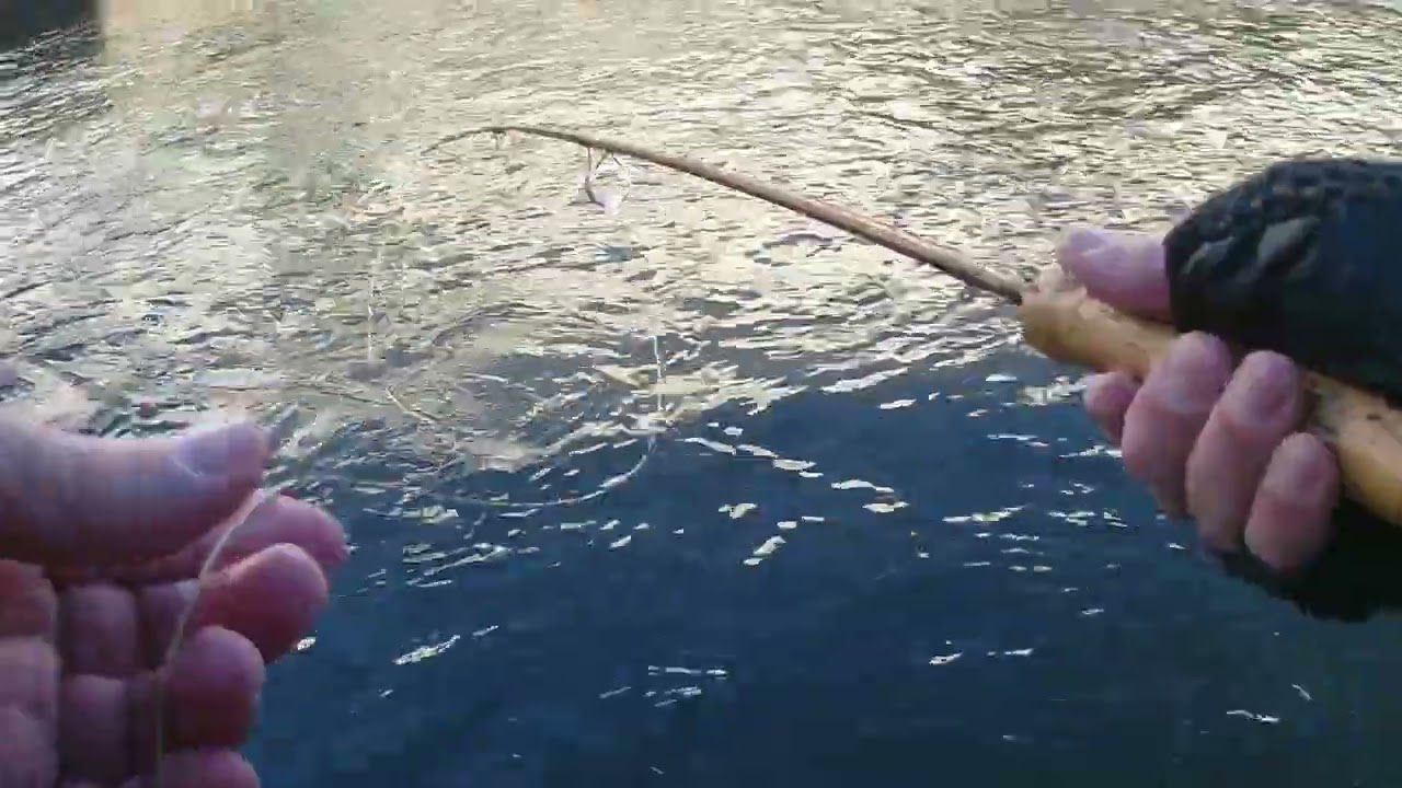 jeudi  15 janvier 2026 pêche à la mouche sur le sichon test d'une canne en bambou refendu