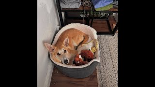 From Zagora to America: The Incredible Journey of a Moroccan Dog 🐕✈️🇺🇸