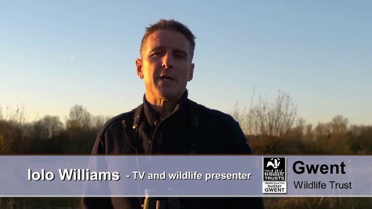 camera iphone 8 plus apk Iolo Williams - M4 relief road to plough across Gwent Levels