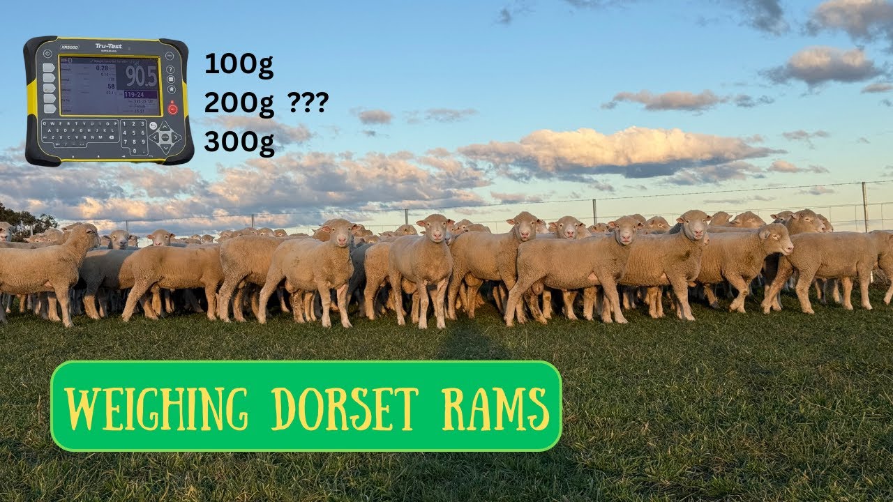 2025 Sale Rams | Weighing | Australian Sheep Farming