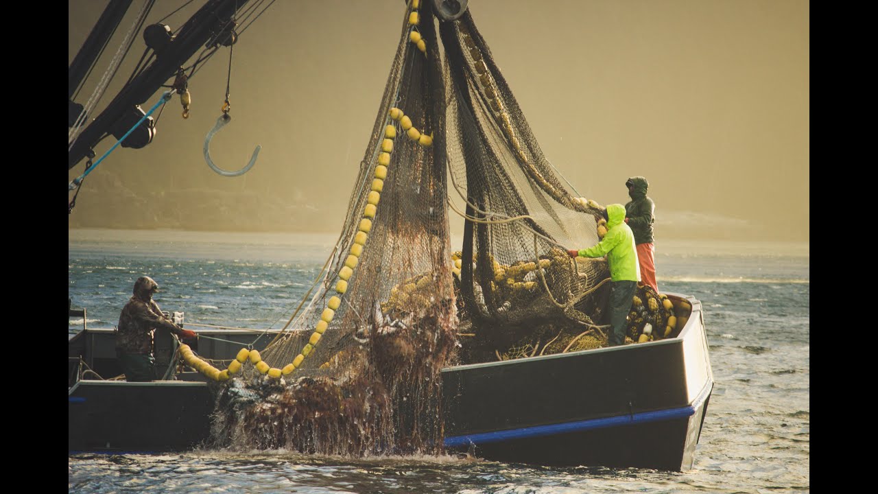 Commercial salmon fishing at Noyes Island, Alaska.