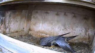 GREAT SPIRIT BLUFF FALCONS  MARCH 15, 2012  PART 2 CLIPS FROM TODAY