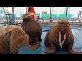 超レア!鳥羽水族館&うみたまごセイウチコラボショー@鳥羽水族館
