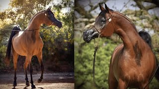 Rfi Sophie Al Maktub Embryo Right Once In A Lifetime Auction Organized By Royal Arabians, 2022