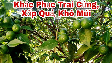 Làm Cam Bao Năm Giờ Mới Biết - Cách Khắc Phục Quả Bị Khô Múi, Trai Cứng, Xốp Đầu