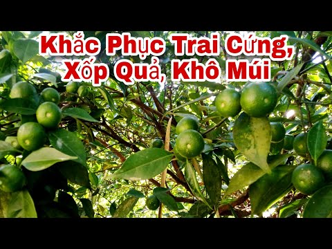 Video: Lý do khiến trái cây có múi bị sẹo: Tại sao lại có vết sẹo trên trái cây họ cam quýt