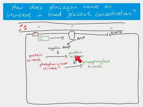 Video: Glucagon - Functies, Instructies, Toepassing