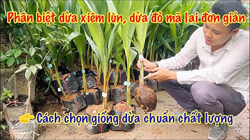 Chọn giống dừa xiêm lùn f1, dừa đỏ mãi lai chuẩn trong 3 phút