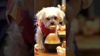 #《병아리와 말티즈의 여름날 팥빙수 타임》 #cute  #달곰이 #키즈애니메이션  #병아리달곰이 #puppy #각종유머  #pets  #동물농장강아지 #cutedog #웃긴영상