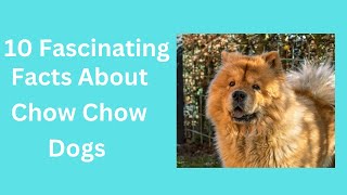 ***10 Fascinating Facts About Chow Chow Dogs***