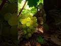 Squirrels in the grapes