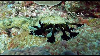 20230322眞栄田１（奥の根）触手を伸ばすクロエリナマコDiving etc.
