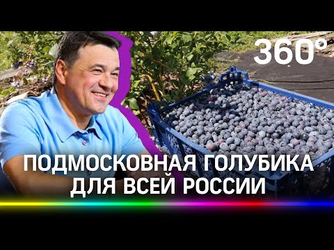 Накормить ягодой всю Россию: губернатор Андрей Воробьёв рассказал о контрактах на ПМЭФ-2021