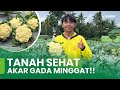 WAJIB TAHU!! TIPS OLAH LAHAN TEPAT DAN CARA STABILKAN PH TANAH PADA TANAMAN BUNGA KOL