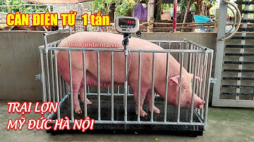 Bàn giao cân lợn 1 tấn Mỹ Đức Hà Nội | Cân Hoàng Thanh 0987 059 224.