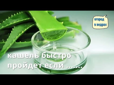 Алоэ с медом. Кашель пройдет за пару дней.