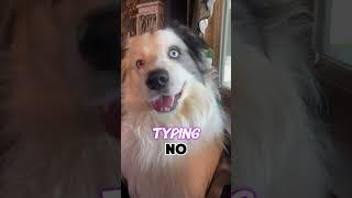 Go to bed! #dog #funny #doglover #trending #viral #dogs #puppy #dogvideo #australianshepherd