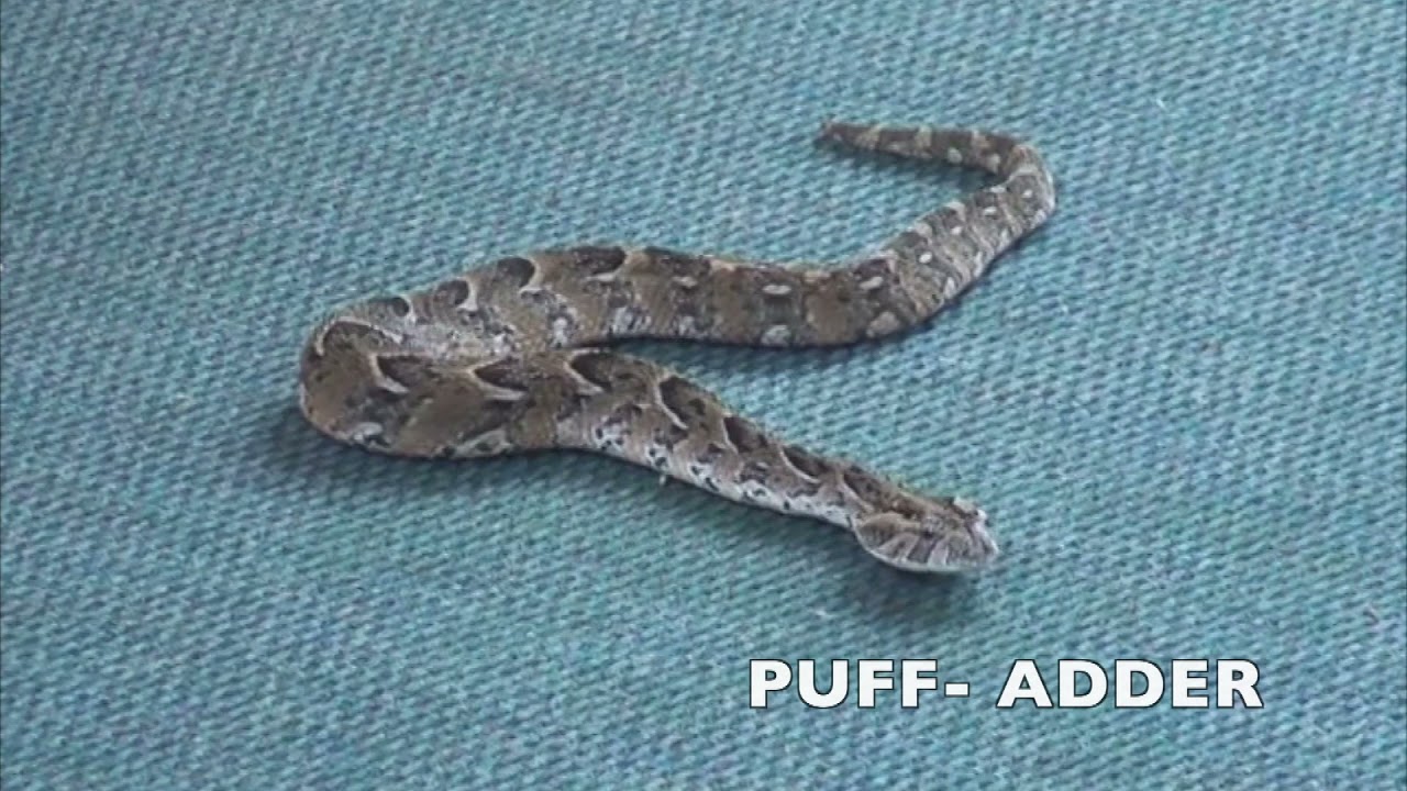 HOW TO TREAT PUFF ADDER SNAKE BITE YouTube HOW TO TREAT PUFF ADDER SNAKE BITE YouTube