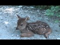 Baby Deer calls Logger "Mom".