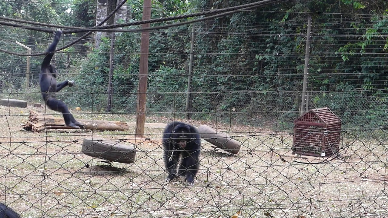 Quand les singes d'Afrique de l'Ouest tirent la sonnette d'alarme