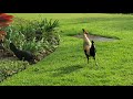 Kauai Chickens