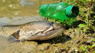 Amazing Bottle Fish Trap | Amazing Boy Catch Fish With Plastic Bottle