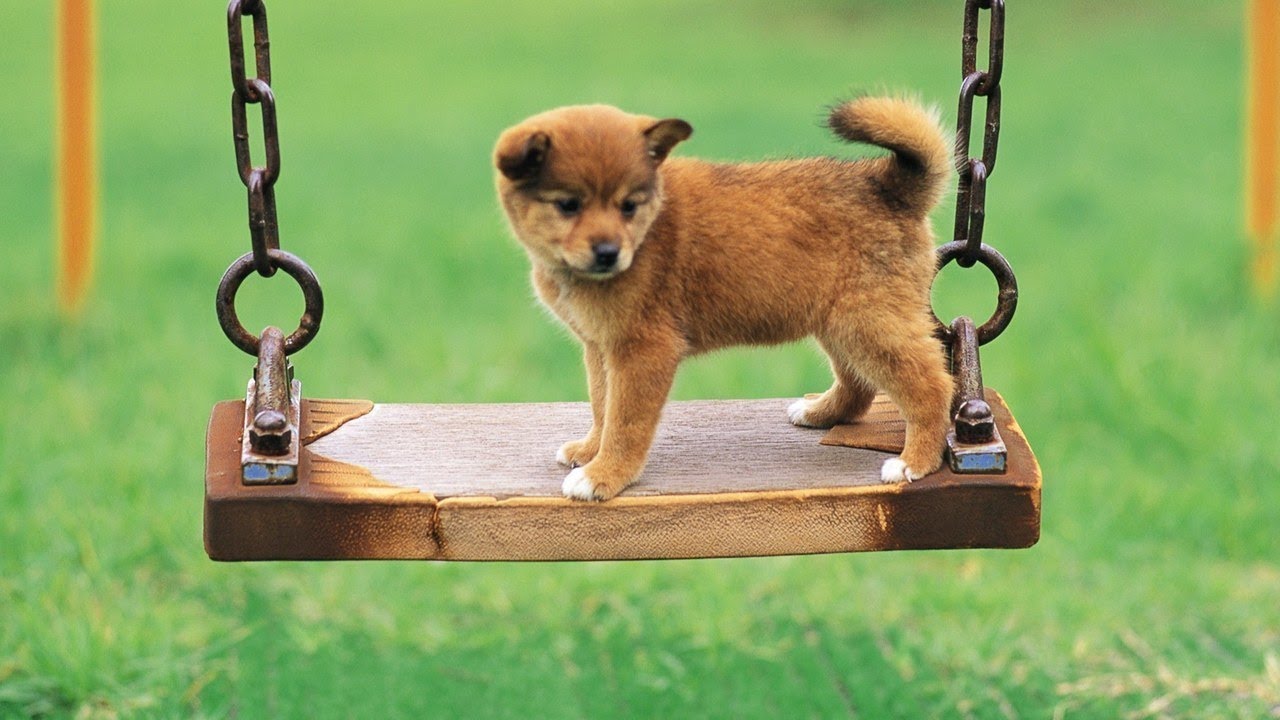 dog on a swing - GIF on Imgur