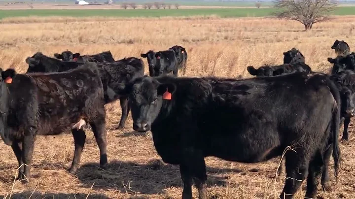 The Cattle Range Listing # 402D290