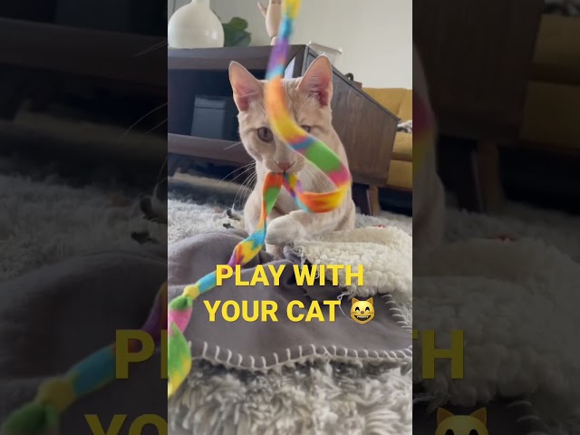 PLAY WITH YOUR CAT! class=