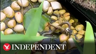 Frog Miraculously Escapes Being Eaten By Snake In Worcestershire Pond