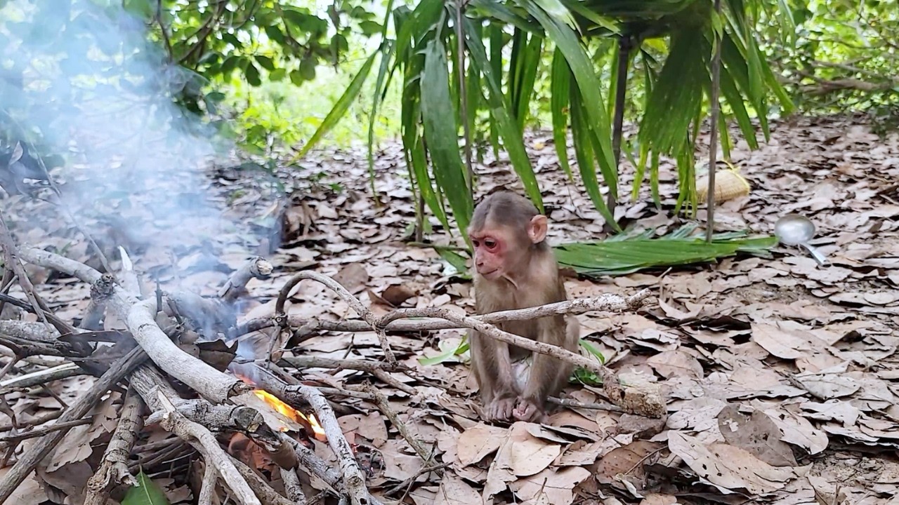 Dream Adventure! SU's Hilarious Imaginary Jungle Survival!