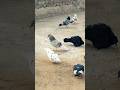 Pigeon flying Kabootar ki video #kabootar #shorts #short #youtubeshorts