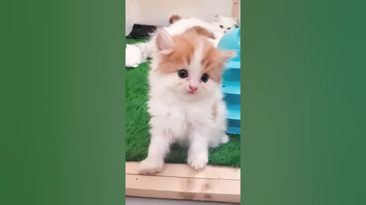 Watch the video about Funny kitten videos | try not to laugh | Cute cats | cat videos compilation