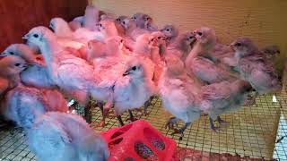 LAVENDER ORPINGTON BABY CHICKS 3 WEEKS OLD