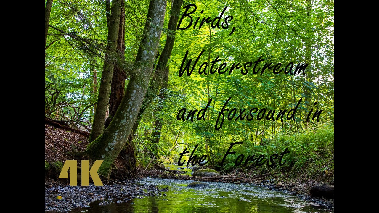 Waterstream Waterstream, birds and fox. 2 Hour relaxing video with real sound 4K ...