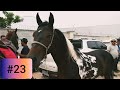 #23 FEIRA DE CAVALO EM CARUARU PE - CAVALOS EXCELENTES HOJE!! (11/06/2019)